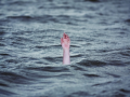 Rajasthan: Two missing after boat capsizes in Banswara's Mahi river - Hindi News | Rajasthan: Two missing after boat capsizes in Banswara's Mahi river | Latest national News at Lokmattimes.com