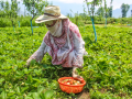 India doubles down on building climate-resilient farming, boosting soil health - Hindi News | India doubles down on building climate-resilient farming, boosting soil health | Latest national News at Lokmattimes.com