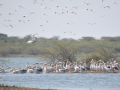Gujarat records arrival of over 35 lakh migratory birds across wetlands, Ramsar sites in 2025-26 - Hindi News | Gujarat records arrival of over 35 lakh migratory birds across wetlands, Ramsar sites in 2025-26 | Latest national News at Lokmattimes.com