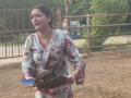 Ankita Lokhande picks cow dung with bare hands, embraces 'Gau Seva' - Hindi News | Ankita Lokhande picks cow dung with bare hands, embraces 'Gau Seva' | Latest health News at Lokmattimes.com