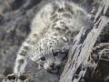 Snow leopard released into the wild in Tibet - Hindi News | Snow leopard released into the wild in Tibet | Latest international News at Lokmattimes.com
