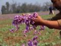 Locations identified for saffron cultivation in Arunachal, Meghalaya: Centre - Hindi News | Locations identified for saffron cultivation in Arunachal, Meghalaya: Centre | Latest politics News at Lokmattimes.com