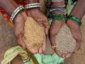 Minor millets improve soil health, bring major gains for farmers in Khandwa - Hindi News | Minor millets improve soil health, bring major gains for farmers in Khandwa | Latest national News at Lokmattimes.com