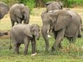 Five ideas that can help protect India's elephant population - Hindi News | Five ideas that can help protect India's elephant population | Latest lifestyle News at Lokmattimes.com