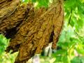'Too early to say', Docs on tobacco leaf derivative shown to treat cancer - Hindi News | 'Too early to say', Docs on tobacco leaf derivative shown to treat cancer | Latest national News at Lokmattimes.com