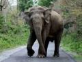 UP: Shrinking forests, rising numbers make elephants turn aggressive - Hindi News | UP: Shrinking forests, rising numbers make elephants turn aggressive | Latest national News at Lokmattimes.com