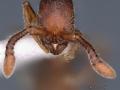 Two new species belonging to rare ant genera Parasyscia and Syscia from the Eastern Himalayas - Hindi News | Two new species belonging to rare ant genera Parasyscia and Syscia from the Eastern Himalayas | Latest international News at Lokmattimes.com