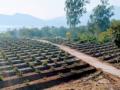 J&K gears up for fruit revolution with high density plantation project - Hindi News | J&K gears up for fruit revolution with high density plantation project | Latest politics News at Lokmattimes.com