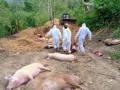 Over 5,000 pigs die of African Swine Fever in Mizoram - Hindi News | Over 5,000 pigs die of African Swine Fever in Mizoram | Latest health News at Lokmattimes.com