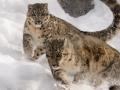 Snow leopard, black-necked cranes named Ladakh's state animal, bird - Hindi News | Snow leopard, black-necked cranes named Ladakh's state animal, bird | Latest politics News at Lokmattimes.com
