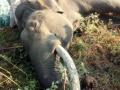 Elephant found dead in Amangarh Tiger Reserve - Hindi News | Elephant found dead in Amangarh Tiger Reserve | Latest national News at Lokmattimes.com