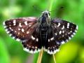 India's 1328th butterfly species found in Rajasthan - Hindi News | India's 1328th butterfly species found in Rajasthan | Latest national News at Lokmattimes.com