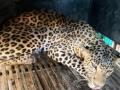 Suspected 'marauder' leopard trapped in Aarey Colony - Hindi News | Suspected 'marauder' leopard trapped in Aarey Colony | Latest maharashtra News at Lokmattimes.com