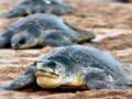JICA to fund int'l Olive Ridley turtle centre in Chennai - Hindi News | JICA to fund int'l Olive Ridley turtle centre in Chennai | Latest national News at Lokmattimes.com