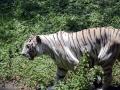Tigress bites off her own tail in Lucknow Zoo - Hindi News | Tigress bites off her own tail in Lucknow Zoo | Latest national News at Lokmattimes.com