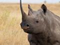 Uganda reopens rhino sanctuary to tourists - Hindi News | Uganda reopens rhino sanctuary to tourists | Latest international News at Lokmattimes.com