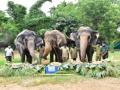 Special celebrations for elephants at Hyd Zoo including 82-yr-old Rani - Hindi News | Special celebrations for elephants at Hyd Zoo including 82-yr-old Rani | Latest national News at Lokmattimes.com