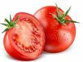 Tomato emerges one of major off-season cash crops in Himachal - Hindi News | Tomato emerges one of major off-season cash crops in Himachal | Latest international News at Lokmattimes.com