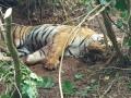Karnataka's domestic cattle devouring injured tiger captured - Hindi News | Karnataka's domestic cattle devouring injured tiger captured | Latest national News at Lokmattimes.com