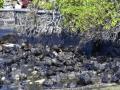 Mexican scientists develop new technology to clean up oil spills - Hindi News | Mexican scientists develop new technology to clean up oil spills | Latest international News at Lokmattimes.com