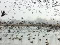 Avian visitors bid adieu to Kashmir - Hindi News | Avian visitors bid adieu to Kashmir | Latest national News at Lokmattimes.com
