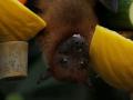 Genes in some bats change due to deadly white-nose syndrome - Hindi News | Genes in some bats change due to deadly white-nose syndrome | Latest technology News at Lokmattimes.com