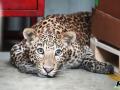 Pune: Leopard strolls inside Mercedes-Benz plant, rescued after 6 hours - Hindi News | Pune: Leopard strolls inside Mercedes-Benz plant, rescued after 6 hours | Latest national News at Lokmattimes.com