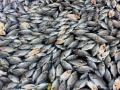 Millions of dead fish wash up near Australian town - Hindi News | Millions of dead fish wash up near Australian town | Latest international News at Lokmattimes.com