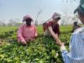 Why tea garden workers are crucial in Bengal, Assam polls? - Hindi News | Why tea garden workers are crucial in Bengal, Assam polls? | Latest politics News at Lokmattimes.com