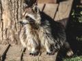 Covid origin linked to raccoon dogs: WHO asks China to share more data - Hindi News | Covid origin linked to raccoon dogs: WHO asks China to share more data | Latest health News at Lokmattimes.com