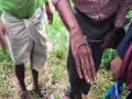 Farmers in Kerala's Kozhikode village troubled with leech infestation in paddy fields - Hindi News | Farmers in Kerala's Kozhikode village troubled with leech infestation in paddy fields | Latest national News at Lokmattimes.com