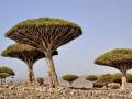 UAE's USD 110 mn development, relief aid enabled Socotra to overcome challenges, dire conditions - Hindi News | UAE's USD 110 mn development, relief aid enabled Socotra to overcome challenges, dire conditions | Latest international News at Lokmattimes.com