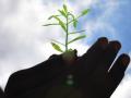 UP launching major plantation drive for 'miracle' Sahjan tree - Hindi News | UP launching major plantation drive for 'miracle' Sahjan tree | Latest national News at Lokmattimes.com