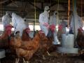 China sees 2 human cases of bird flu - Hindi News | China sees 2 human cases of bird flu | Latest national News at Lokmattimes.com