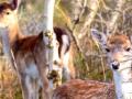Australia releases new plan to stop spread of invasive deer - Hindi News | Australia releases new plan to stop spread of invasive deer | Latest international News at Lokmattimes.com