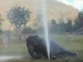 This jumbo has a way with water sprinkler - Hindi News | This jumbo has a way with water sprinkler | Latest national News at Lokmattimes.com