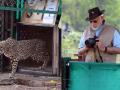 Cheetahs back on Indian soil after 70 years: Modi - Hindi News | Cheetahs back on Indian soil after 70 years: Modi | Latest national News at Lokmattimes.com