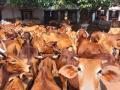 Muslim youth killed in Jharkhand for preventing cow slaughter - Hindi News | Muslim youth killed in Jharkhand for preventing cow slaughter | Latest national News at Lokmattimes.com