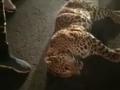 Hit by car, leopard dies on Delhi-Meerut Expressway - Hindi News | Hit by car, leopard dies on Delhi-Meerut Expressway | Latest national News at Lokmattimes.com