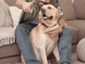Akash Choudhary gets his pooch a collar worth Rs 35K - Hindi News | Akash Choudhary gets his pooch a collar worth Rs 35K | Latest international News at Lokmattimes.com