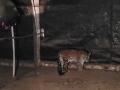 Female leopard rescued from Maharashtra village - Hindi News | Female leopard rescued from Maharashtra village | Latest national News at Lokmattimes.com