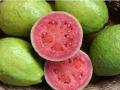 Famous pink guava loses colour due to weather change - Hindi News | Famous pink guava loses colour due to weather change | Latest national News at Lokmattimes.com