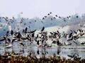 Agra green activists hail SC order to double bird sanctuary area - Hindi News | Agra green activists hail SC order to double bird sanctuary area | Latest national News at Lokmattimes.com