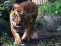 Big cat count rises to 96 in West Bengal's Sundarbans - Hindi News | Big cat count rises to 96 in West Bengal's Sundarbans | Latest national News at Lokmattimes.com
