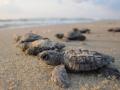 Environmentalists worried as lesser number of Olive Ridley turtles arrive in TN - Hindi News | Environmentalists worried as lesser number of Olive Ridley turtles arrive in TN | Latest national News at Lokmattimes.com