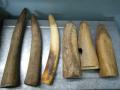 Elephant tusks worth Rs 1 cr seized in Bengal, 3 held - Hindi News | Elephant tusks worth Rs 1 cr seized in Bengal, 3 held | Latest national News at Lokmattimes.com