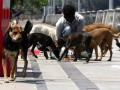 UP temple revokes order against feeding stray dog on premises - Hindi News | UP temple revokes order against feeding stray dog on premises | Latest national News at Lokmattimes.com