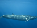 Stranded whale calf dies in Surat despite rescue efforts - Hindi News | Stranded whale calf dies in Surat despite rescue efforts | Latest national News at Lokmattimes.com