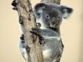 Koala protection bill splits Australian state govt - Hindi News | Koala protection bill splits Australian state govt | Latest international News at Lokmattimes.com