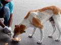 When leftover food became scarce during Covid, strays went astray - Hindi News | When leftover food became scarce during Covid, strays went astray | Latest health News at Lokmattimes.com